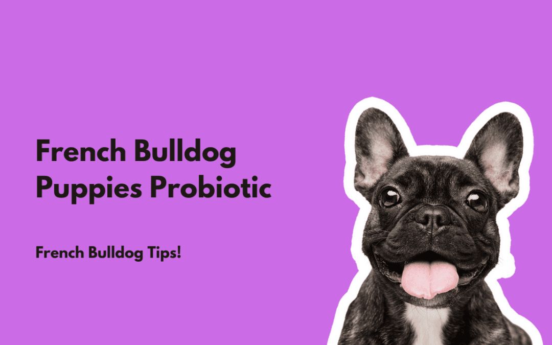 French 2024 bulldog probiotics