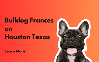 Bulldog Frances en Houston Texas