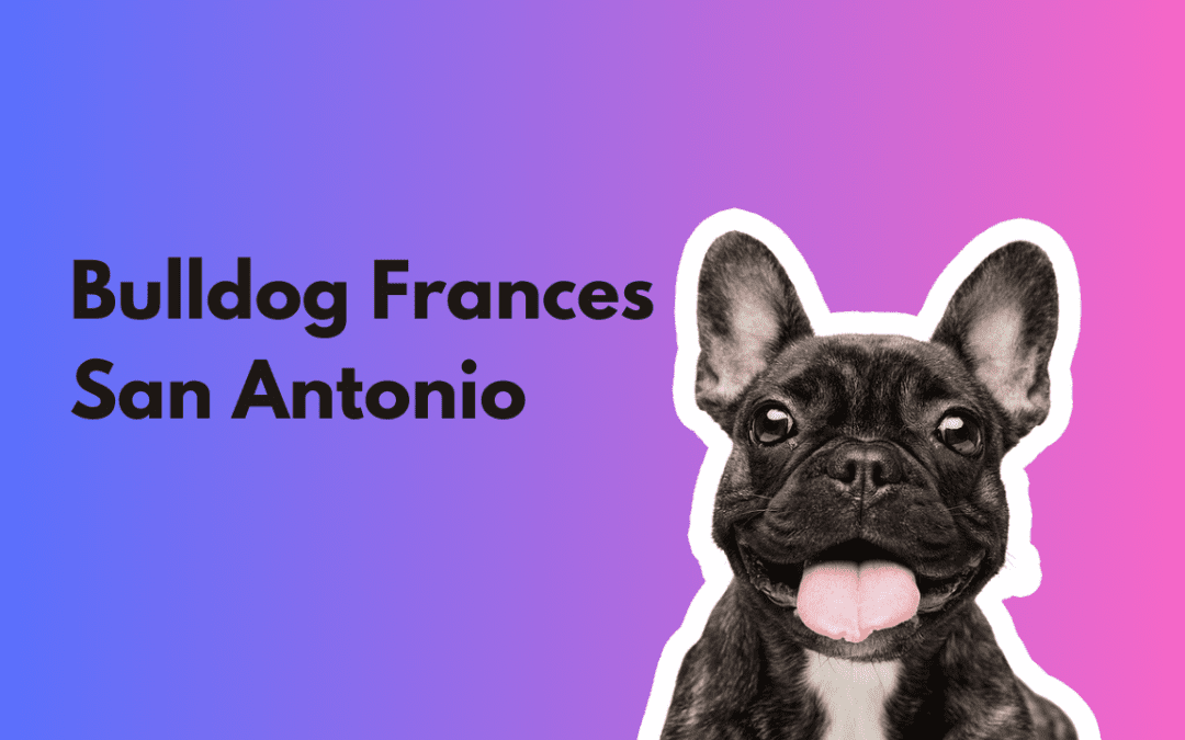 Bulldog Frances en San Antonio Texas