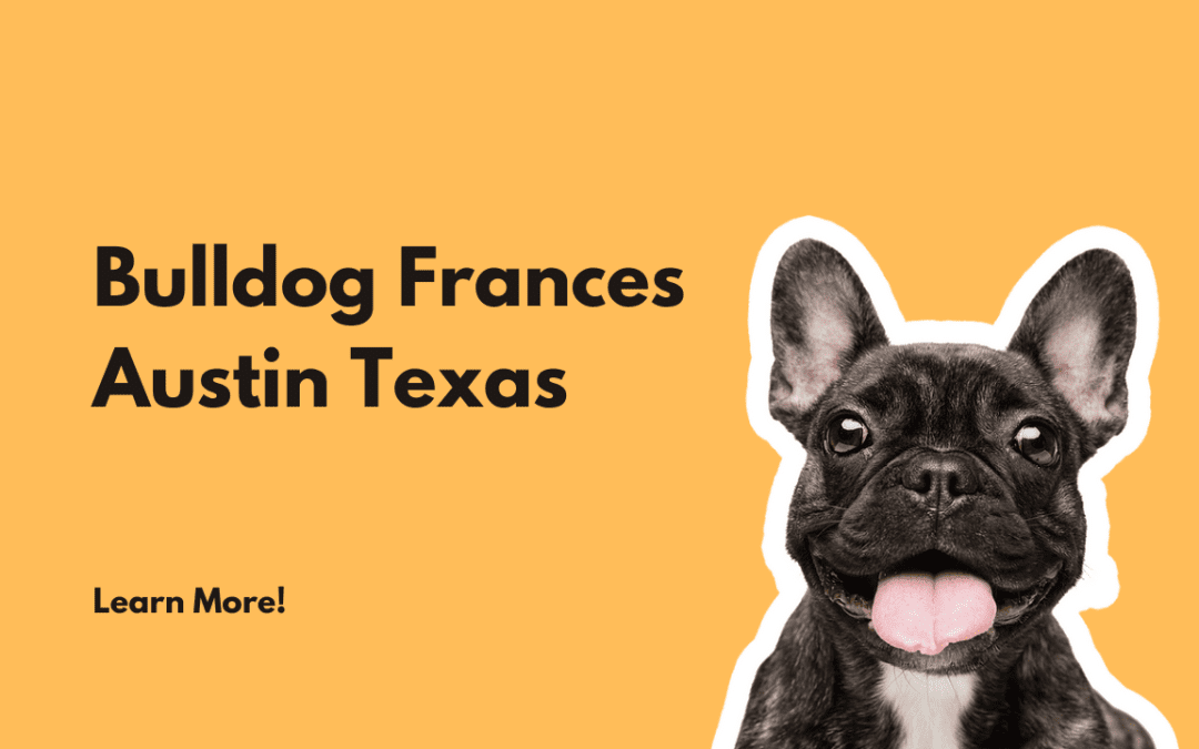 Bulldog Frances en Austin Texas