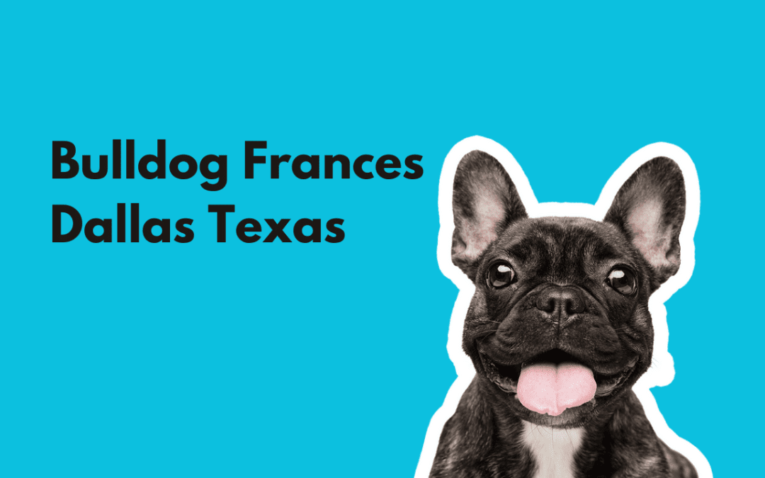 Bulldog Frances en Dallas Texas