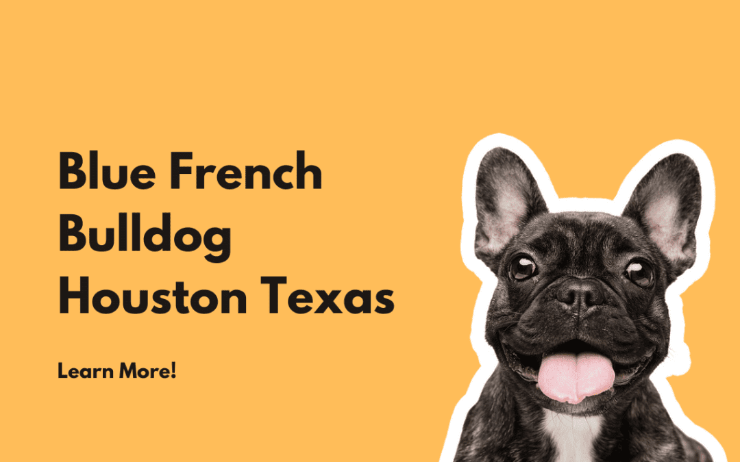 Blue French Bulldog Puppy Socialization in Houston Texas