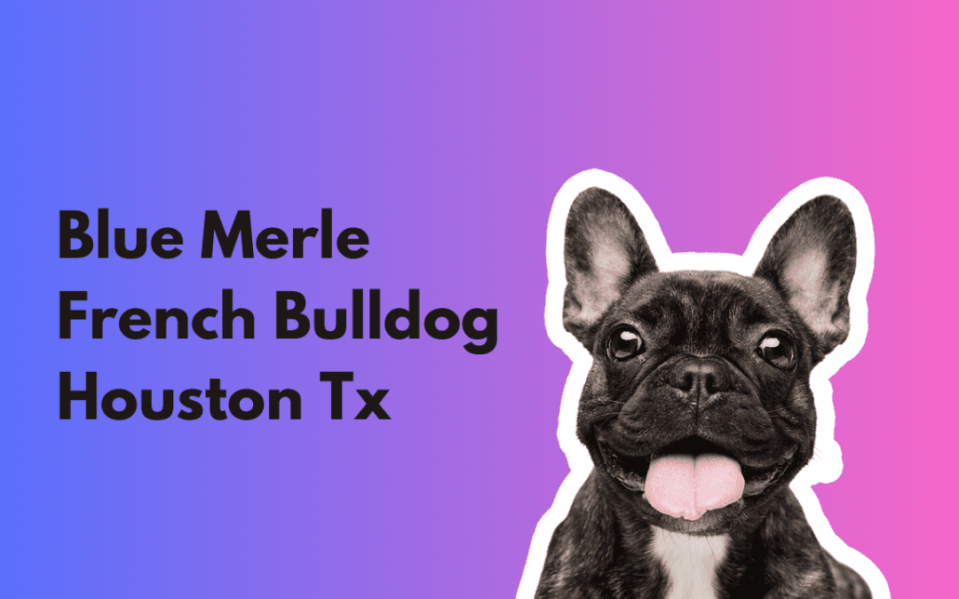 Blue Merle French Bulldog Puppy Socialization in Houston Texas