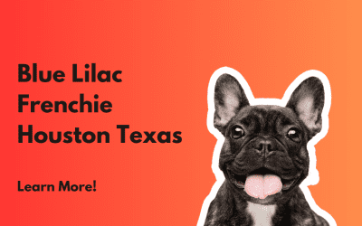 Exploring Houston with Your Blue Lilac French Bulldog